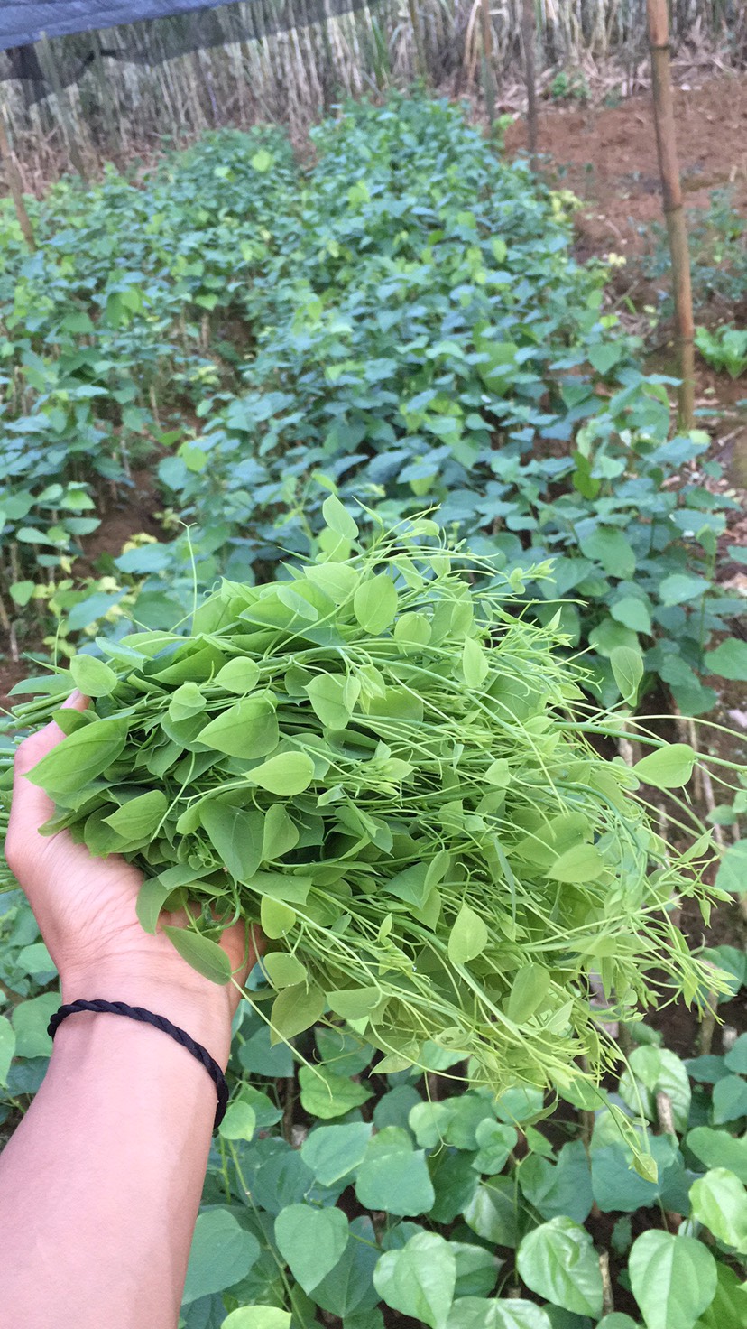 龙须菜赤苍藤姑娘菜苗