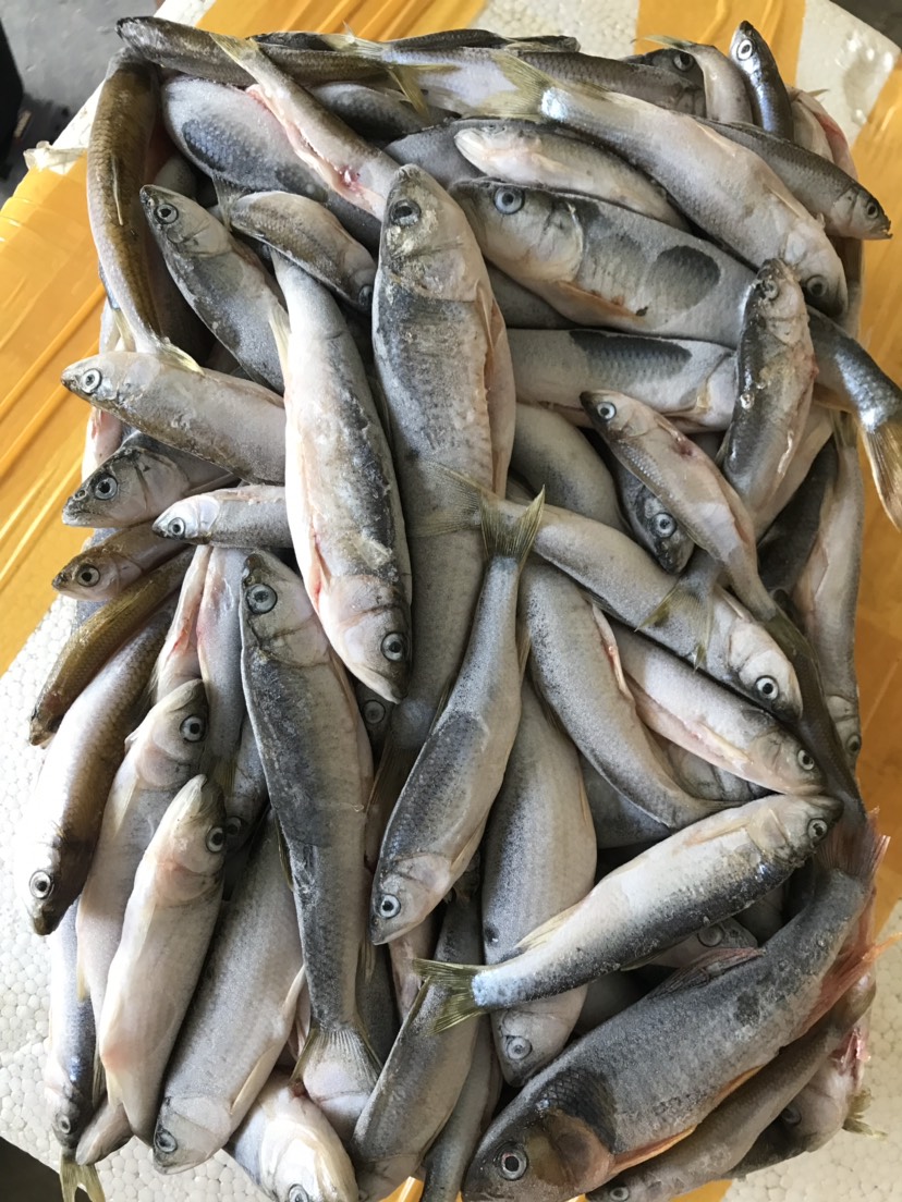 野生马口鱼