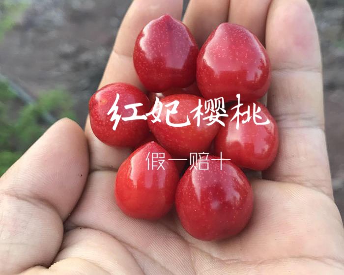 红妃樱桃树苗 红妃樱桃苗 南方小樱桃苗 新品种果树