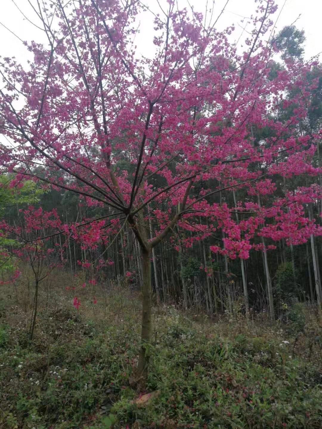 福建山樱花,台湾阿里山樱花,中国红樱花