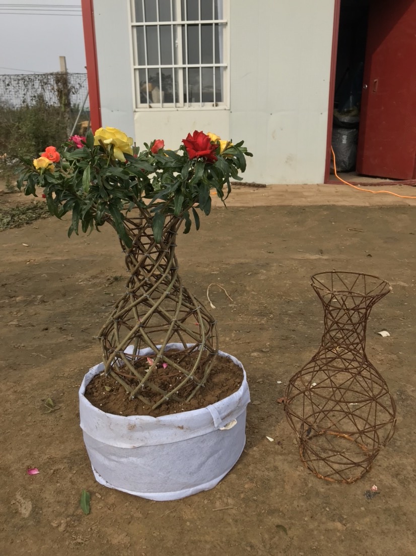 河南南阳方城县花石榴 石榴花瓶造型树