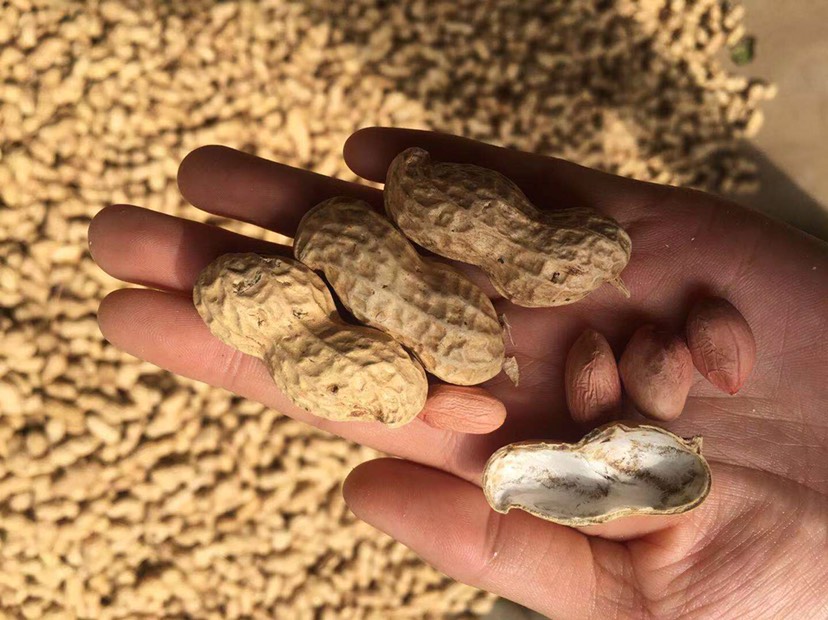 白沙1016花生种子 花生种子 花育25号花生种 9616带壳花生种子果