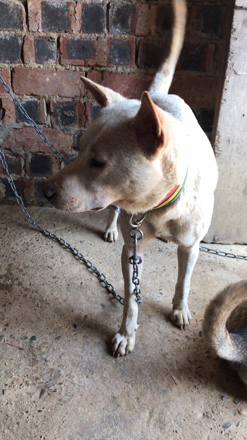 农村家养土狗苗 养殖中华田园犬批发杂交狗崽狗仔