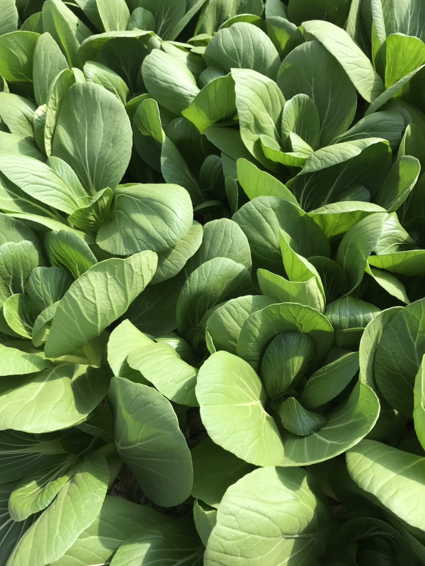 上海市奉贤区荆旺蔬菜基地大规模种植上海青,生菜等各种蔬菜.