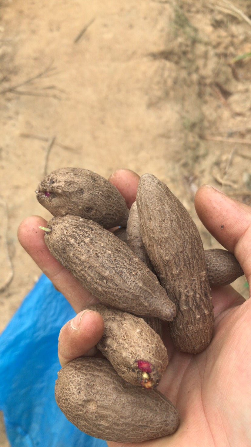 山药种子山药豆白山药紫山药
