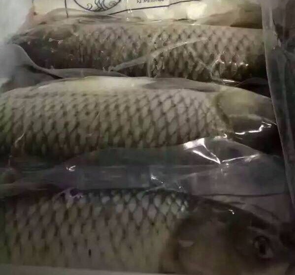 冷冻草鱼 开背草鱼 腌制冰鲜鱼 烤鱼 纸包鱼