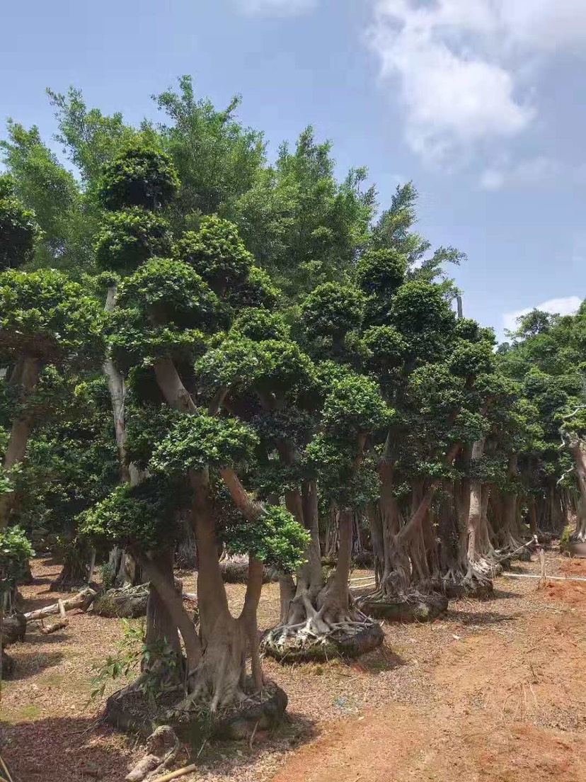 品种名:造型榕树 品种名:造型榕树          可以提供:协助