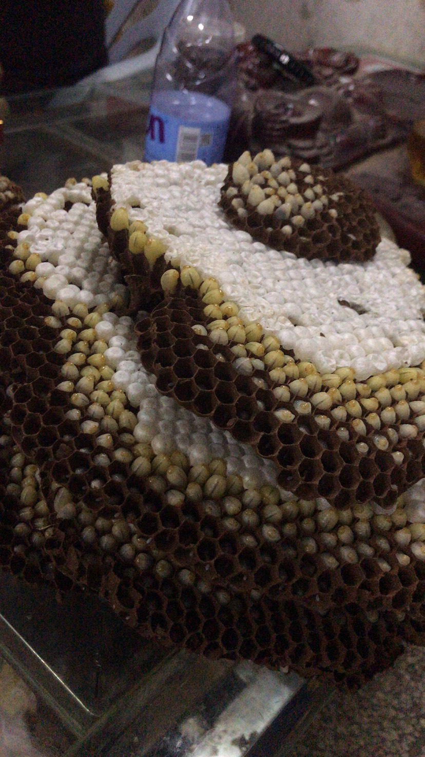 [土蜂蛹批发] 蜂蛹,黄牛蜜,昂蜂,虎头蜂价格80元/斤 1
