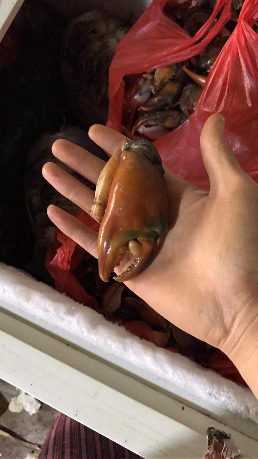 蟹钳