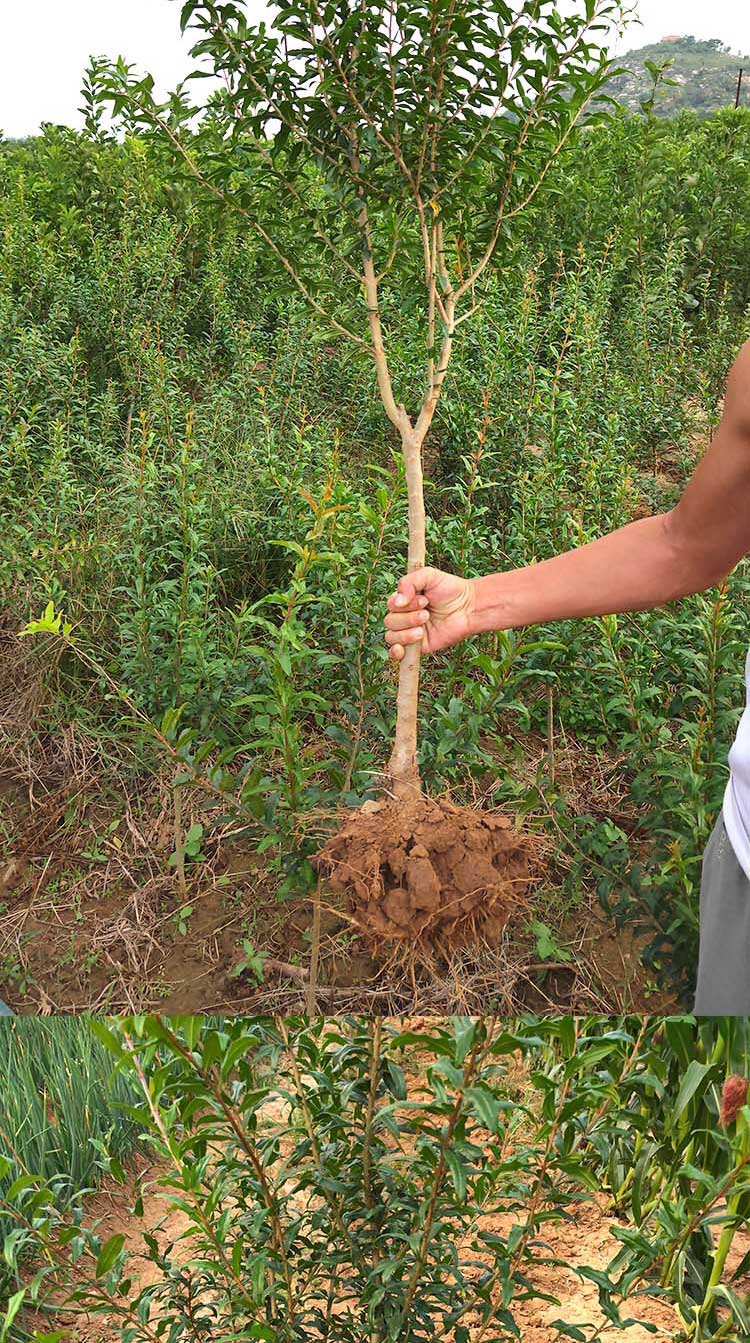 石榴苗突尼斯软籽石榴树苗盆栽地栽南方北方种植果树苗当年结果