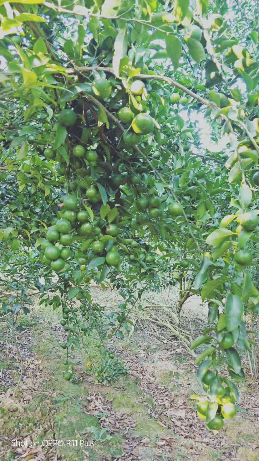 青皮蜜桔 广西青龙蜜柑,巴西柑,小青柑,几万斤