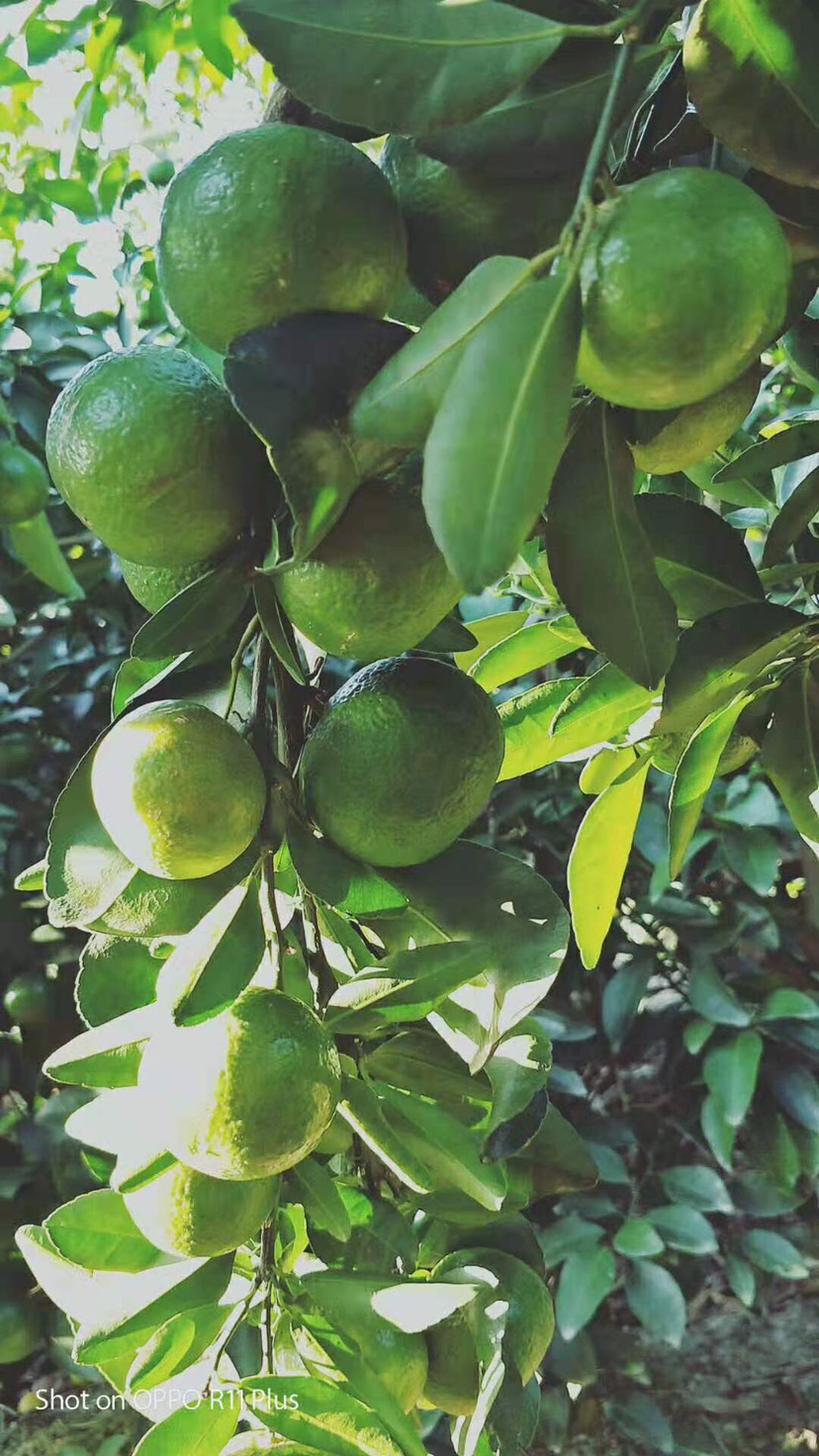 青皮蜜桔 广西青龙蜜柑,巴西柑,小青柑,几万斤