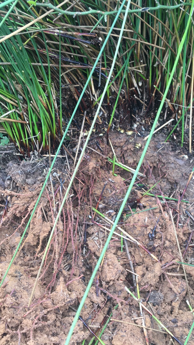 灯芯草 野生灯心草根