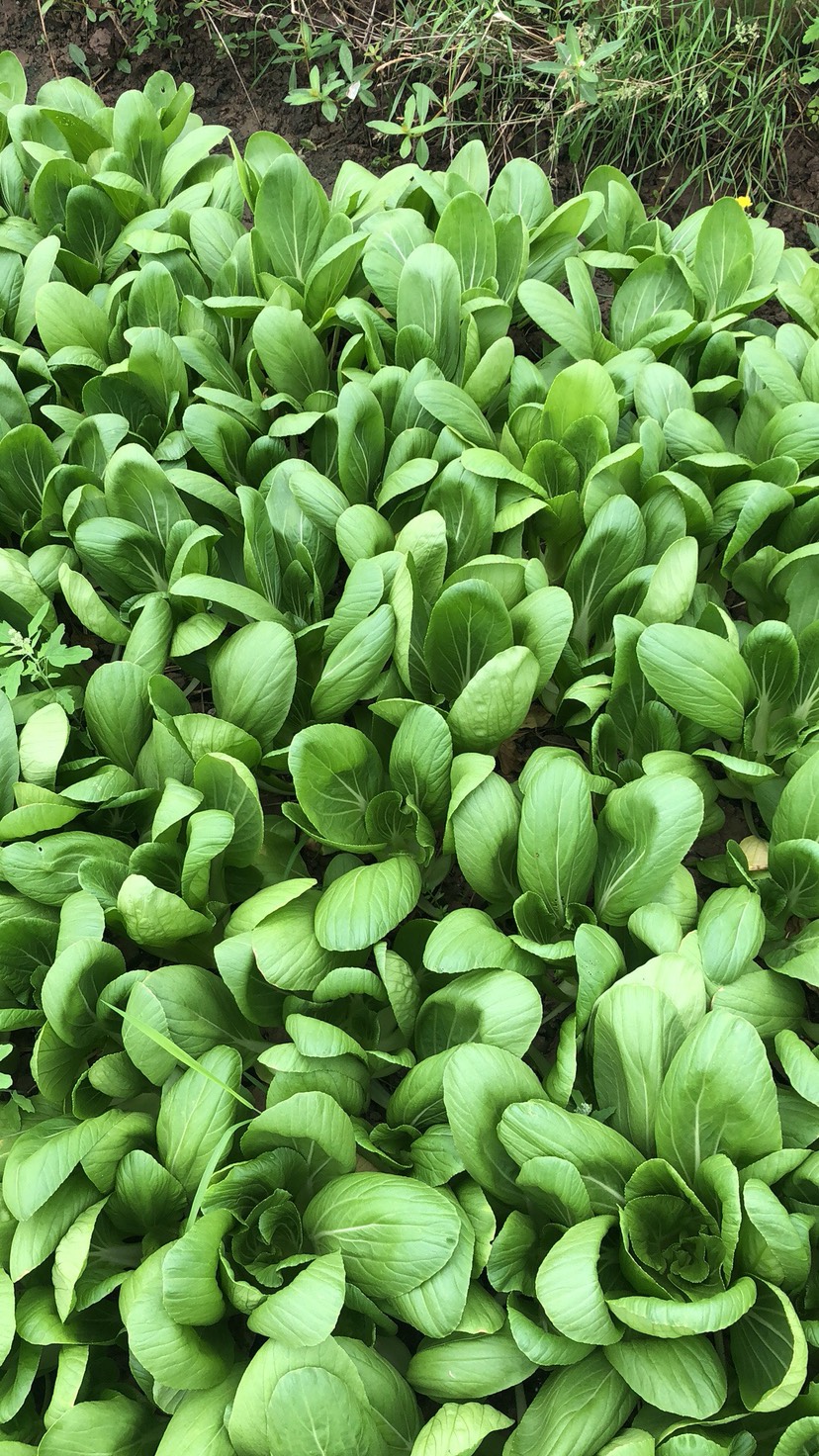 小青菜 上海青 小白菜 常年供应 量大配送