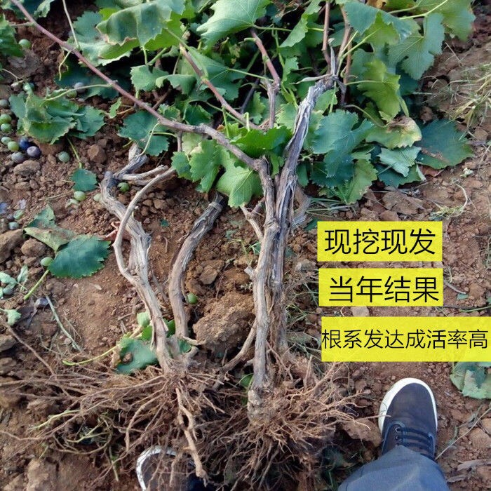 蓝宝石葡萄苗 新品种甜蜜蓝宝石树苗一年苗两年苗品种嫁接苗长期供应