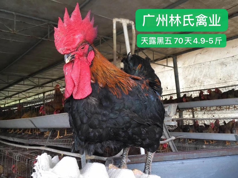 五黑鸡苗温氏天露黑五鸡苗企业认证放心苗