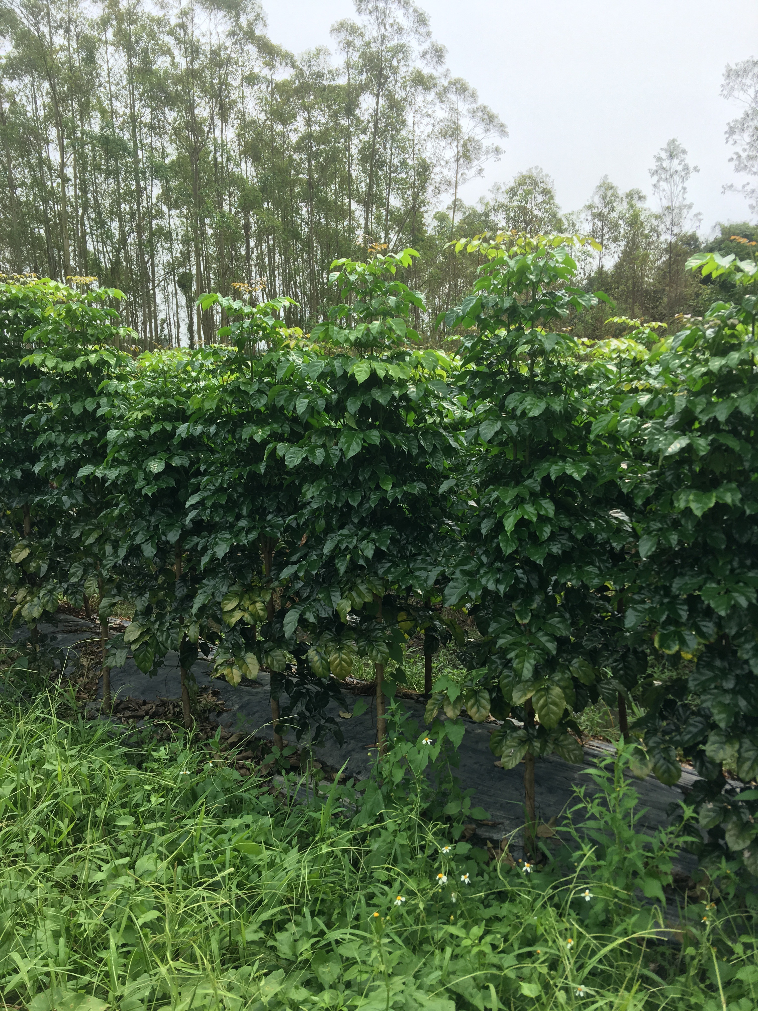 海南菜豆树 1.2~1.4m