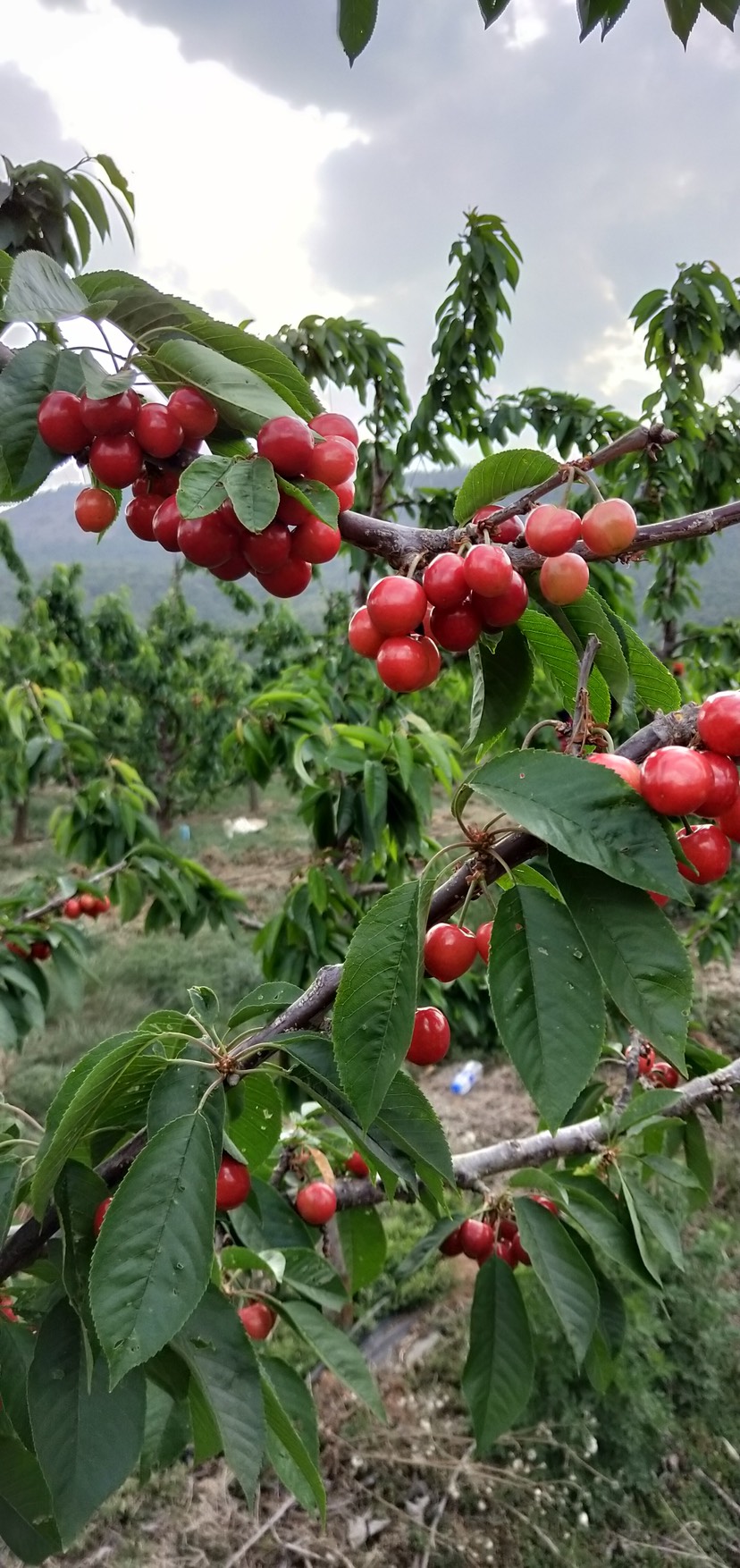 俄罗斯8号樱桃苗 车厘子苗.美早,红灯,俄8,品种保证