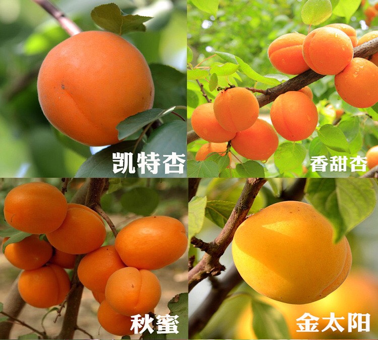 金太阳杏树苗 凯特杏 珍珠油杏 沙红杏 品种齐全 基地直供