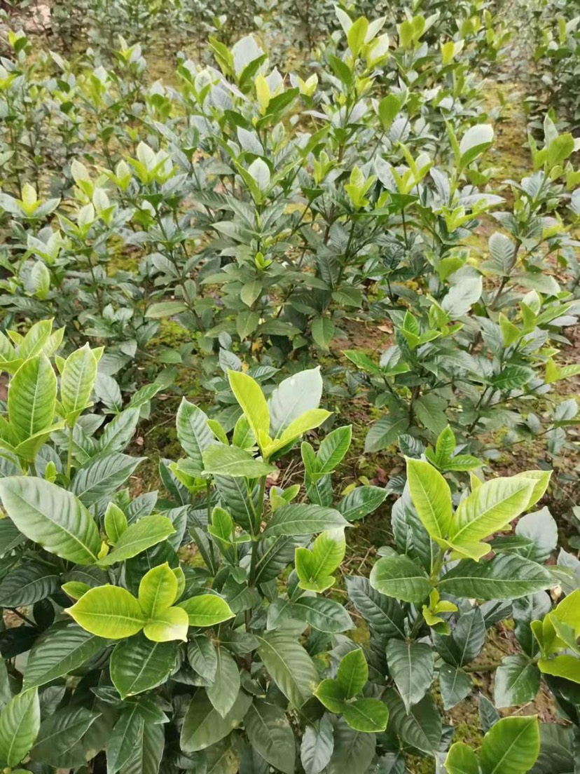 家庭农场           联系商家        商家还在供应 栀子花产地行情