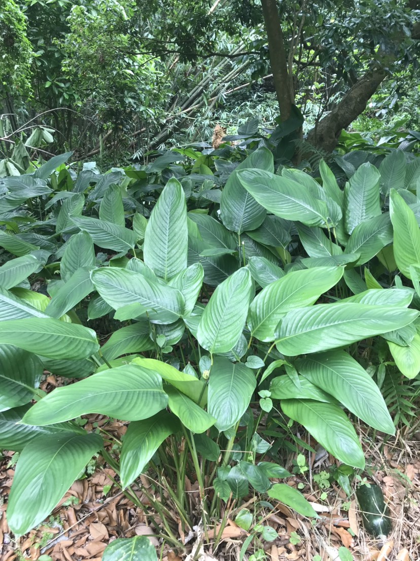 广东批发新鲜粽叶 竹竽叶 柊叶 冬叶 箬叶