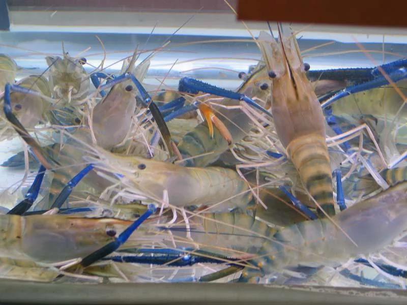 供应大厅  水产 小龙虾   商品属性 品种名:罗氏沼虾 品种名:罗氏沼虾
