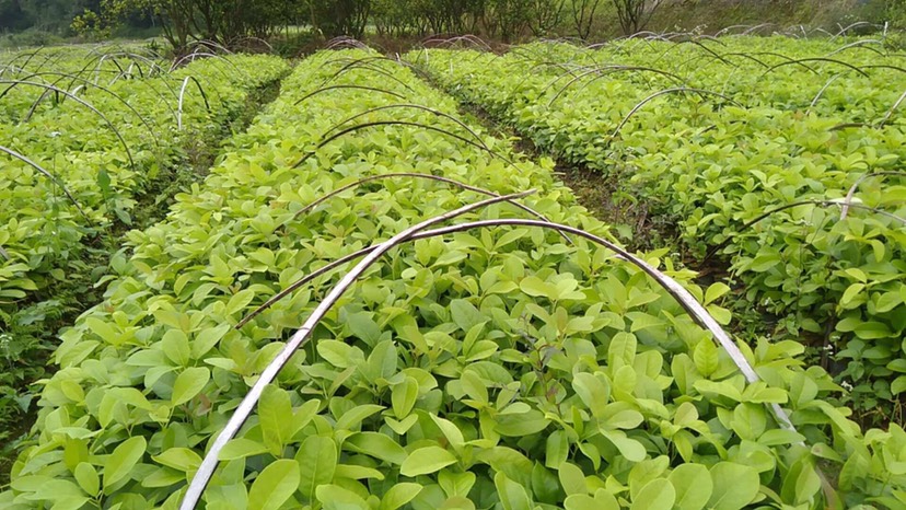 罗定万亩南药优质种植培养牛耳枫均高15～20cm