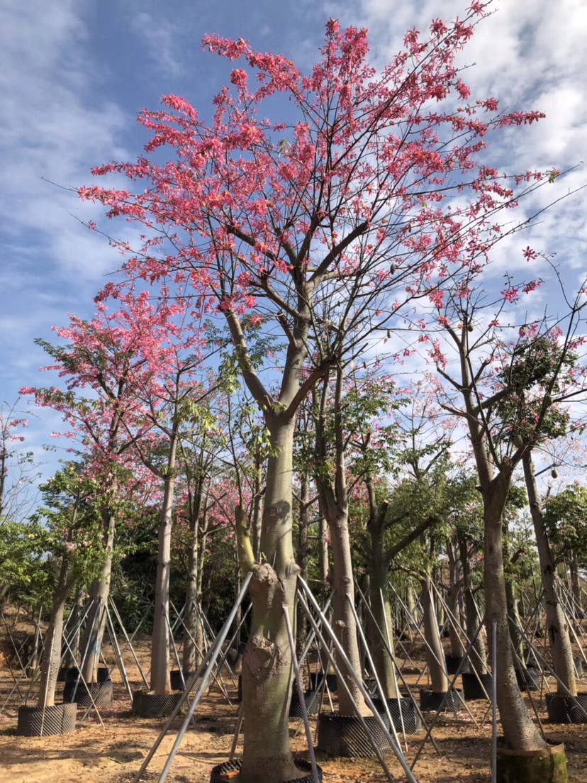 商品详情 大腹木棉(拉丁名: ceiba speciosa),木棉科,异木棉属,落叶