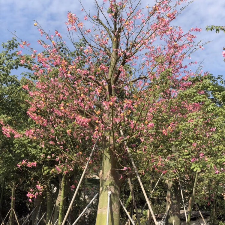 大腹木棉40-45公分高 行道树 观花大乔木