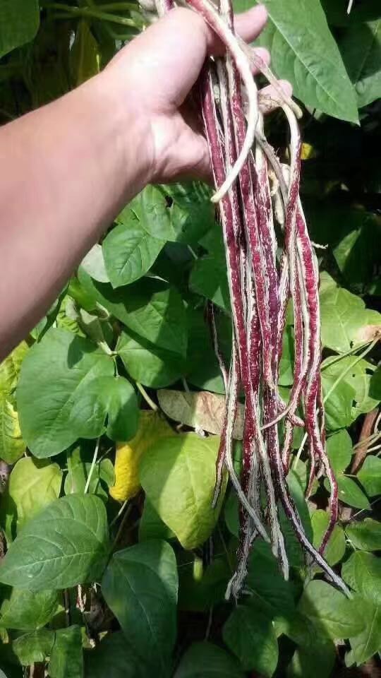 紫红豇豆种子 豹纹豇豆种子 红豇豆种子 基地专用品种