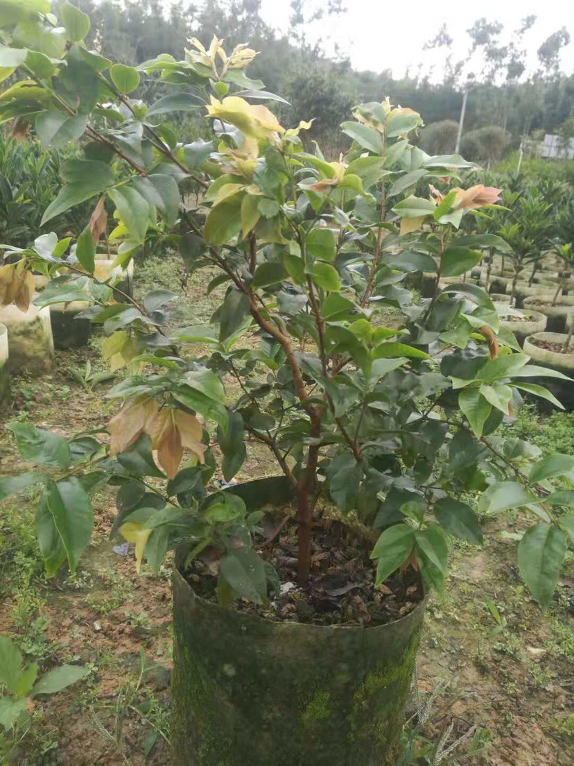 广东阳江阳春市 供应四季嘉宝果树苗,四季红妃嘉宝果树苗批发