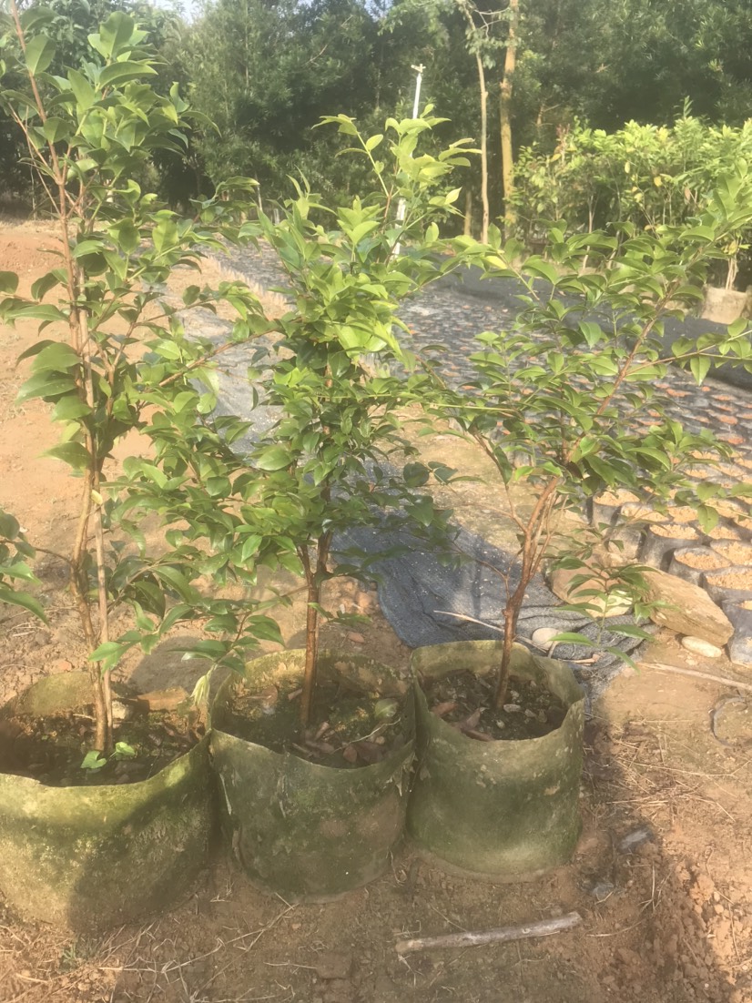 供应四季嘉宝果树苗四季红妃嘉宝果树苗批发