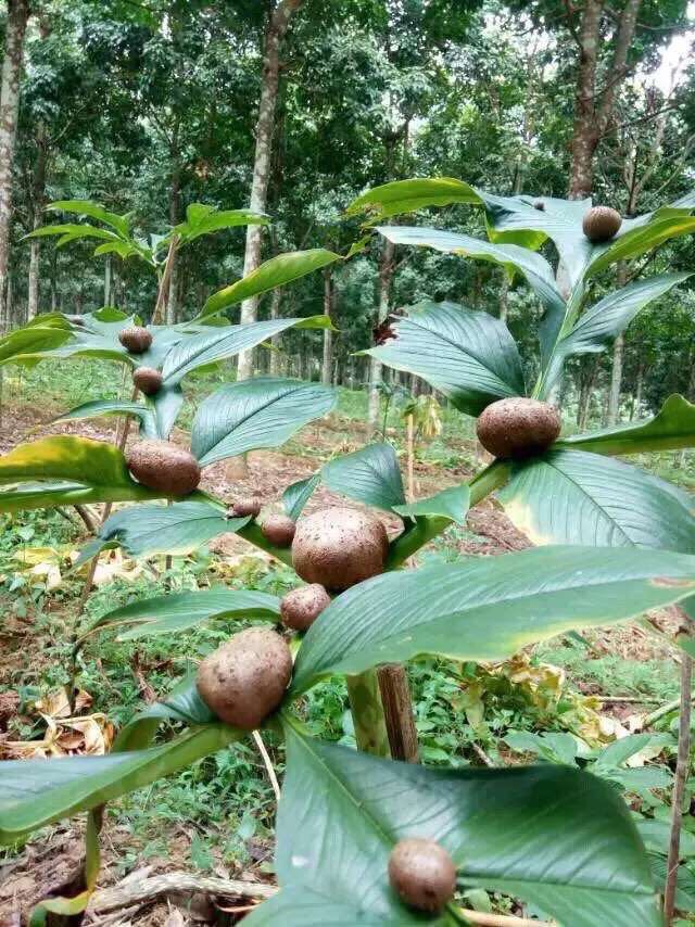 珠芽黄魔芋种子