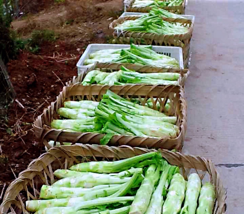 四川绵阳安州区本地棒棒菜,菜头,优质