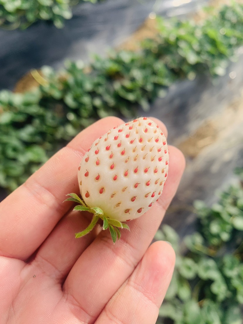 淡雪草莓 淡雪白草莓非白雪公主 香甜软糯一件代发顺丰包邮可落地配