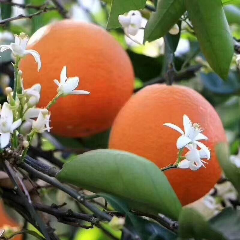 伦晚脐橙 秭归伦晚,一款花果同枝的,春橙,非常完美.
