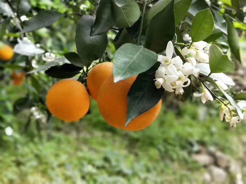 伦晚脐橙 秭归伦晚,一款花果同枝的,春橙,非常完美.