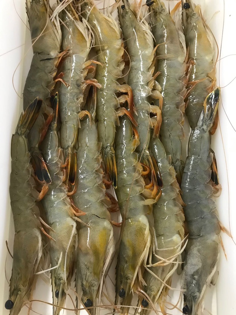 大西洋虾 丹东野生海里大虾