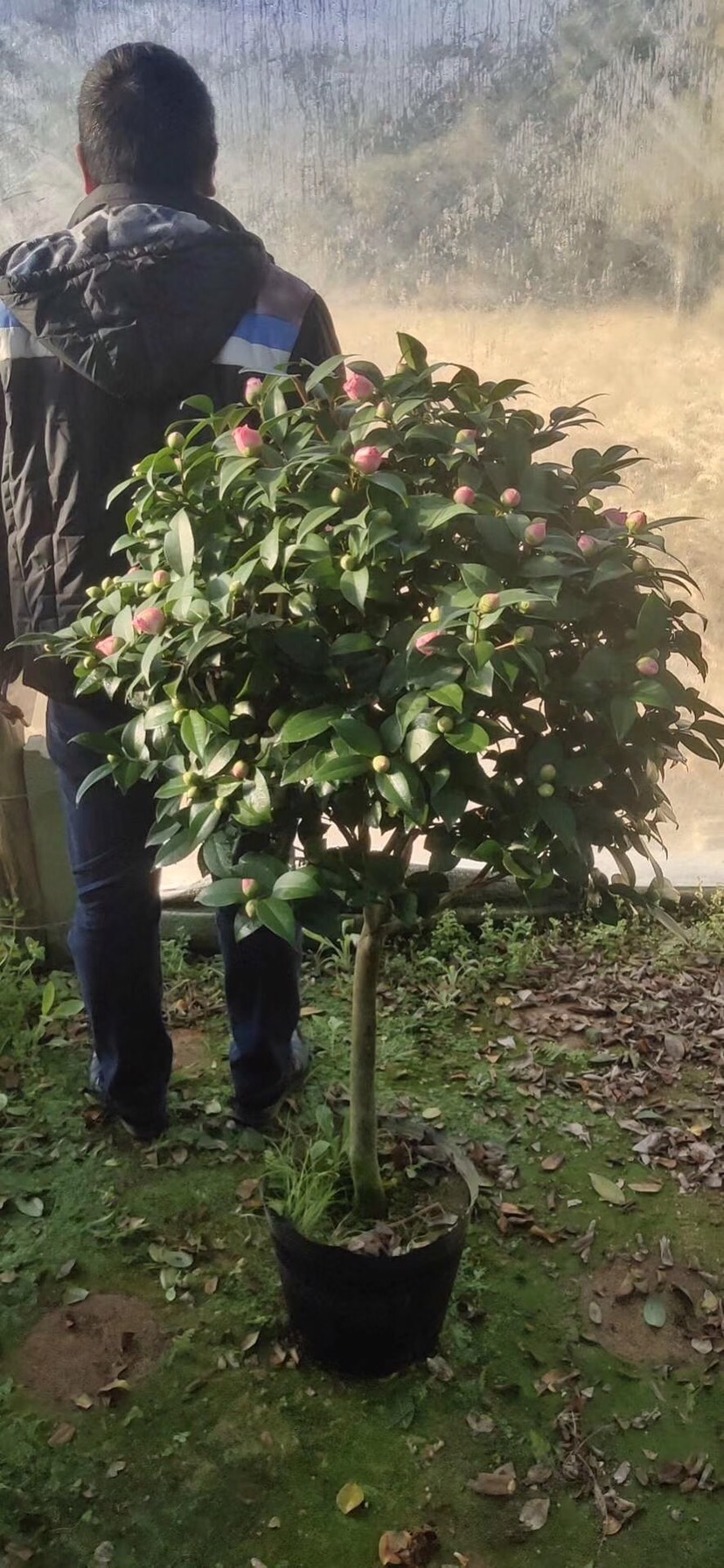 广东茶花价格_广东茶花行情_广东茶花批发价格查询