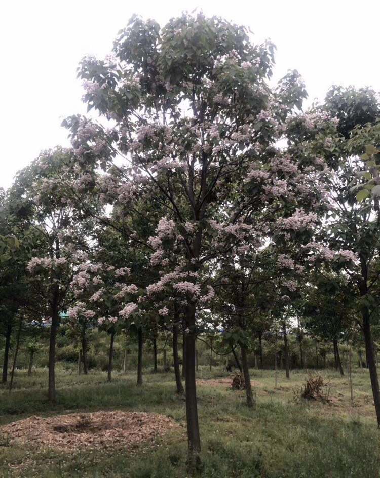 [百花花楸批发] 楸树基地直销树身20公分花楸价格1200