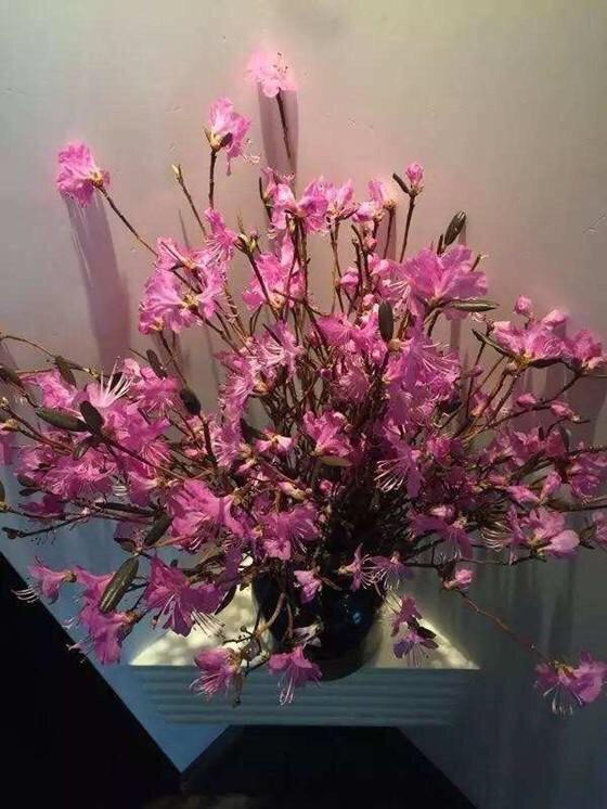 杜鹃干花 杜鹃干枝插水开花水培7-15天开花