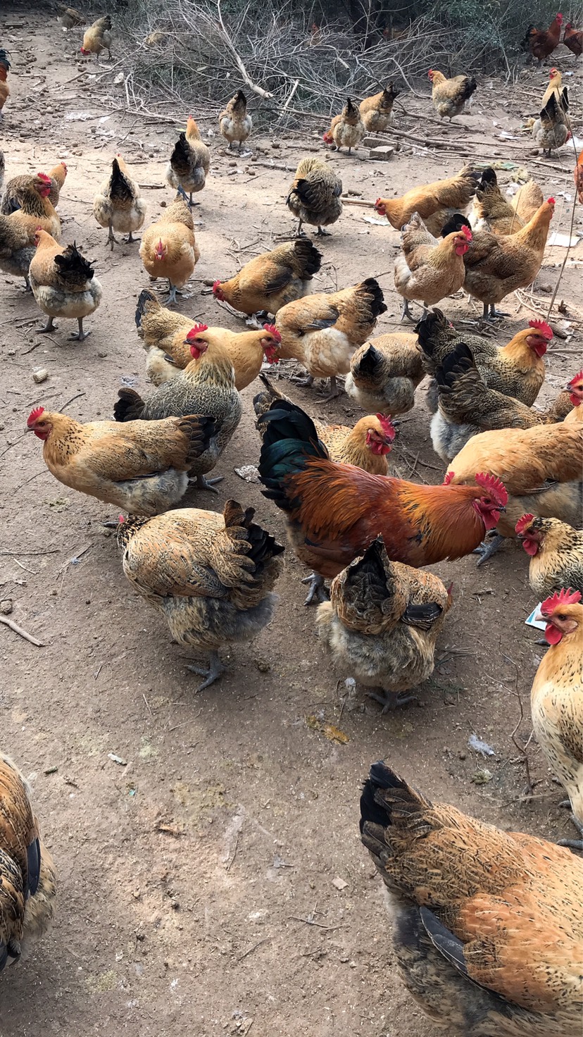 [青脚麻鸡批发] 家庭散养鸡价格11元/斤 - 惠农网