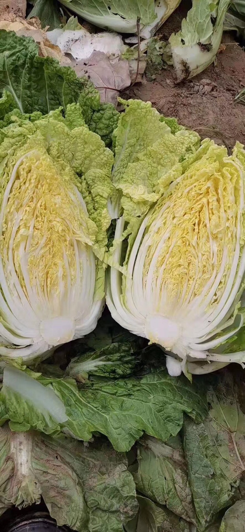 山地黄金2号白菜 大白菜 黄心大白菜