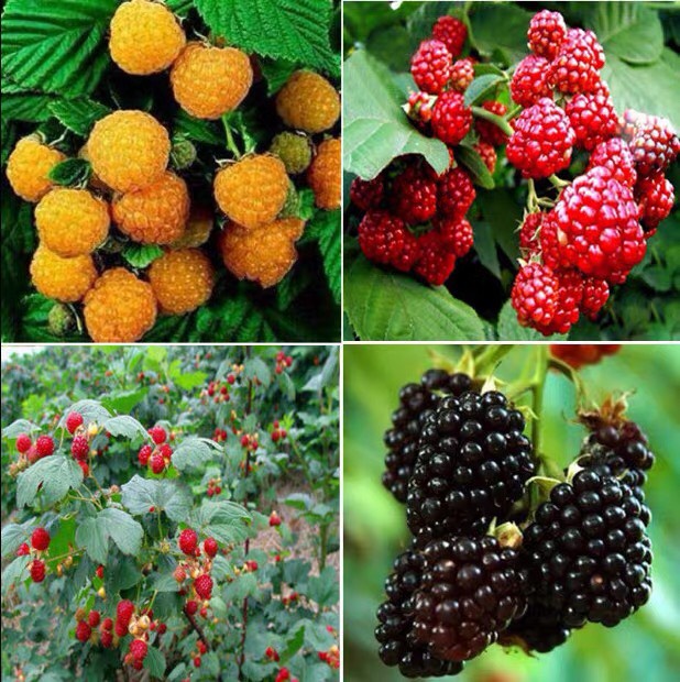优选黑树莓苗 当年结果苗包成活保证品种