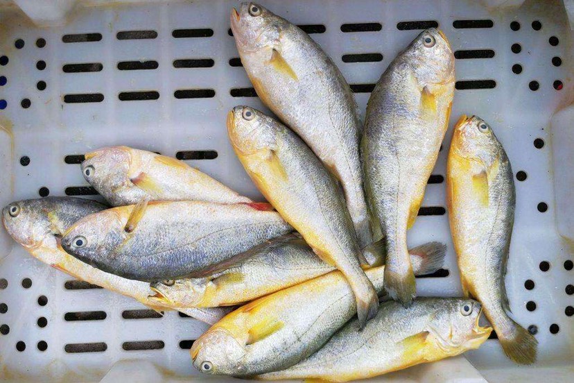 大黄鱼 人工养殖 1-1.5公斤