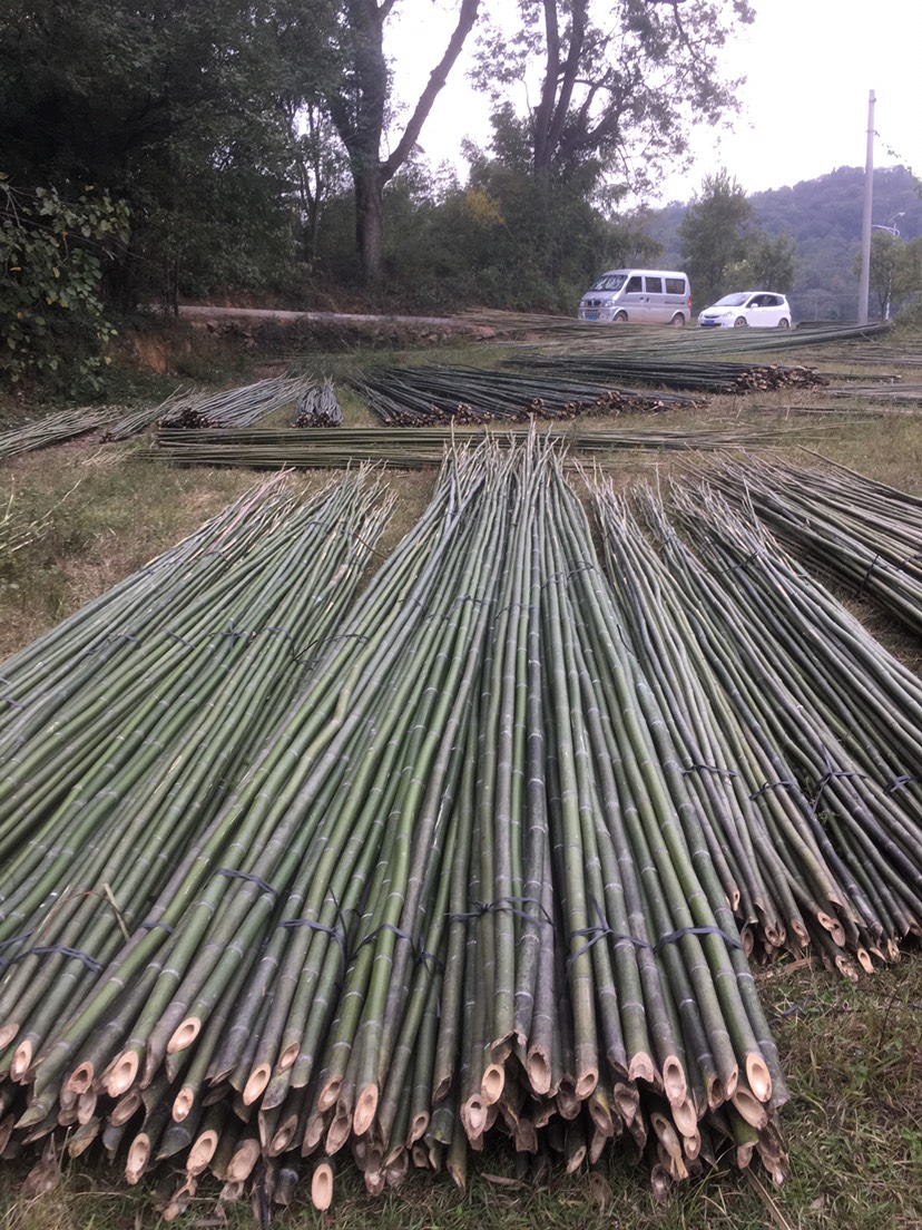 湖南永州零陵区 大量供应各类小竹子,菜架竹,药架竹,大棚竹等