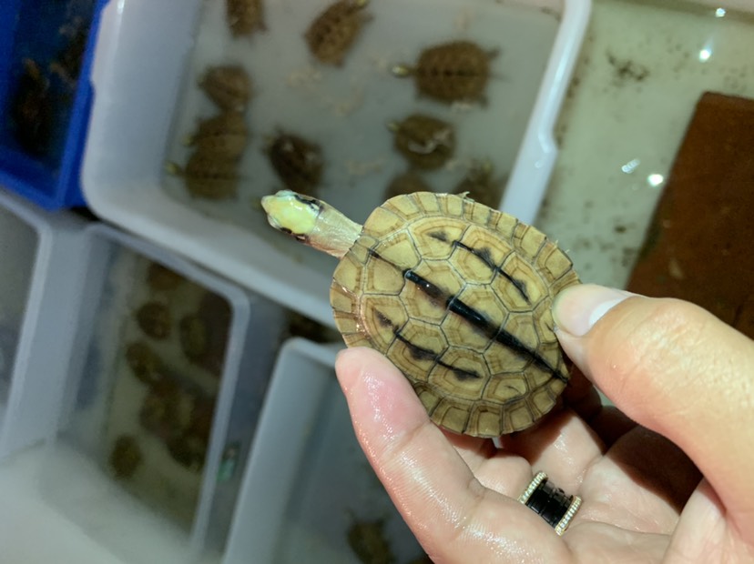 三线乌龟苗
