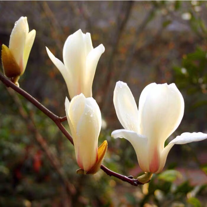 [娇红一号红花玉兰批发] 嫁接玉兰花玉兰盆景苗基地1