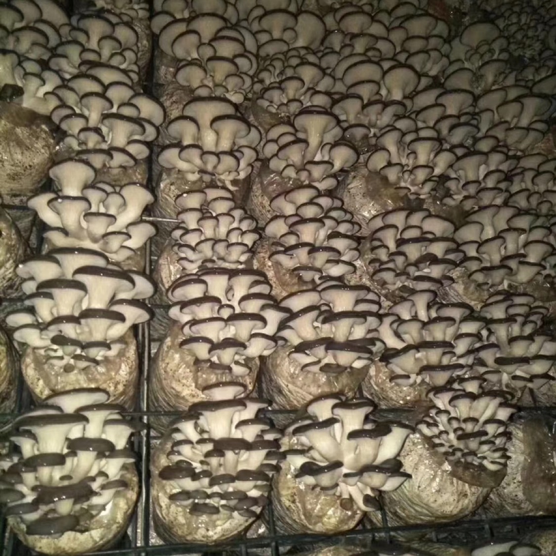 [秀珍菇批发] 精品秀珍菇,小黑平价格50元/箱 - 惠农网