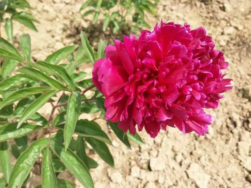 多花芍药 洛阳观赏芍药千层重瓣大花2-3芽